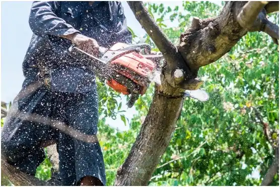 tree services Sleepy Hollow